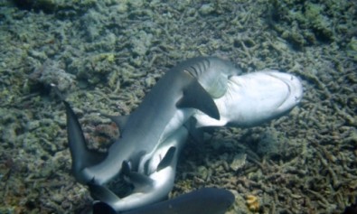_shark1_1332555939