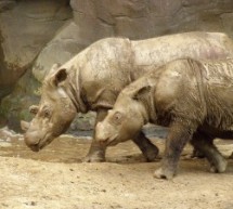 Sumatran rhinos found in Kalimantan