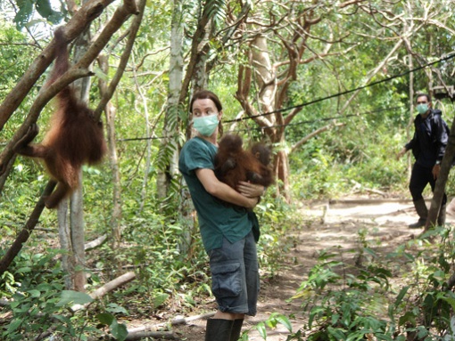 Tender loving care: Yayasan Inisiasi Alam Rehabilitasi Indonesia (YIARI) foundation program director Karmele Liano Sánchez carries Rocky and Rikina, two orangutans who usually cling to each other, at the foundation’s center in Ketapang regency, West Kalimantan. At the center, baby orangutans are trained to scale trees and seek food. Photo Severianus Endi/The Jakarta Post