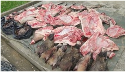Wild pigs’ carcasses - photo taken at the crime scene