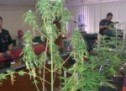 French woman among five arrested in KK cannabis bust