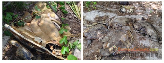 Left pic- dried carcass with carapace intact; right pic-carcass with rotten internal organs
