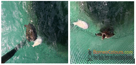 Pic- juvenile Green turtle inside fish cage, Balambangan island  