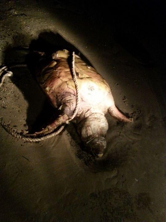 Penyu Karah (Hawsbill) according to Department of Fisheries, Labuan found dead and washed to shore wednesday 23 April 2014 at Tanjung Purun beach by Suriani, staff of Marine Museum.