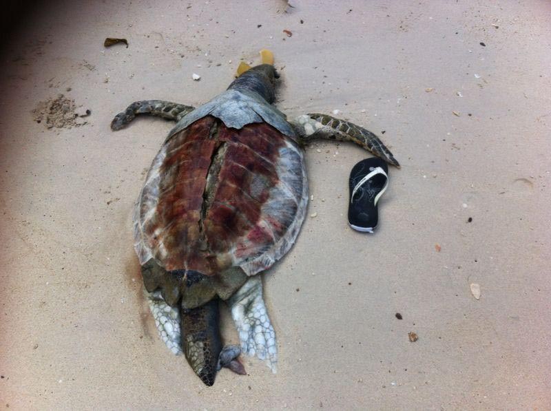 One dead Green turtle found by WWF-Malaysia (Kudat), Monday 4 August 2014