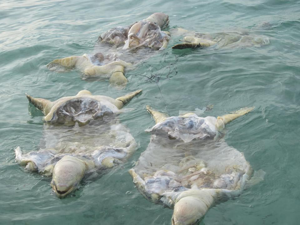 Four dead Green turtles found (by Fisheries Department official Julain Jilhani) floating at sea between Bum-Bum Island and Kulapuan Island Semporna, 15 April 2014