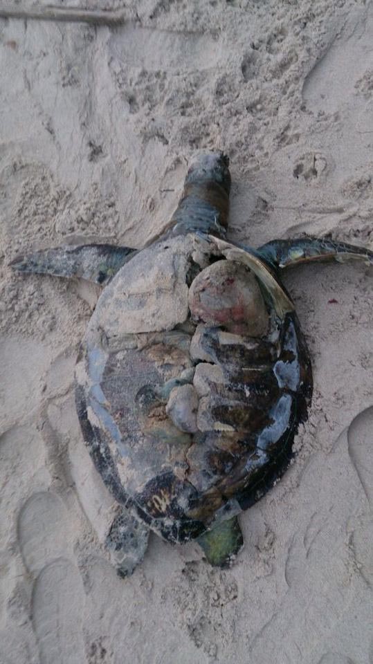 Dead Green Turtle found at Bavang Jamal beach Friday 18, July 2014, badly damaged carapace near neck.