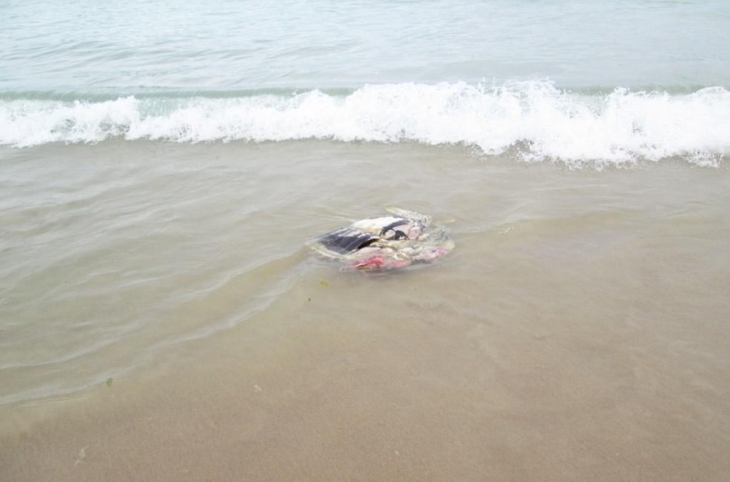 Green Turtle most of decomposing carcass was eaten by seabirds and dogs, Sampang Mengayau 4 August 2013