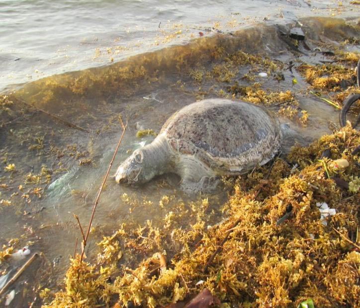 One dead Green turtle found at the Bavang Jamal beach 4 July 2013