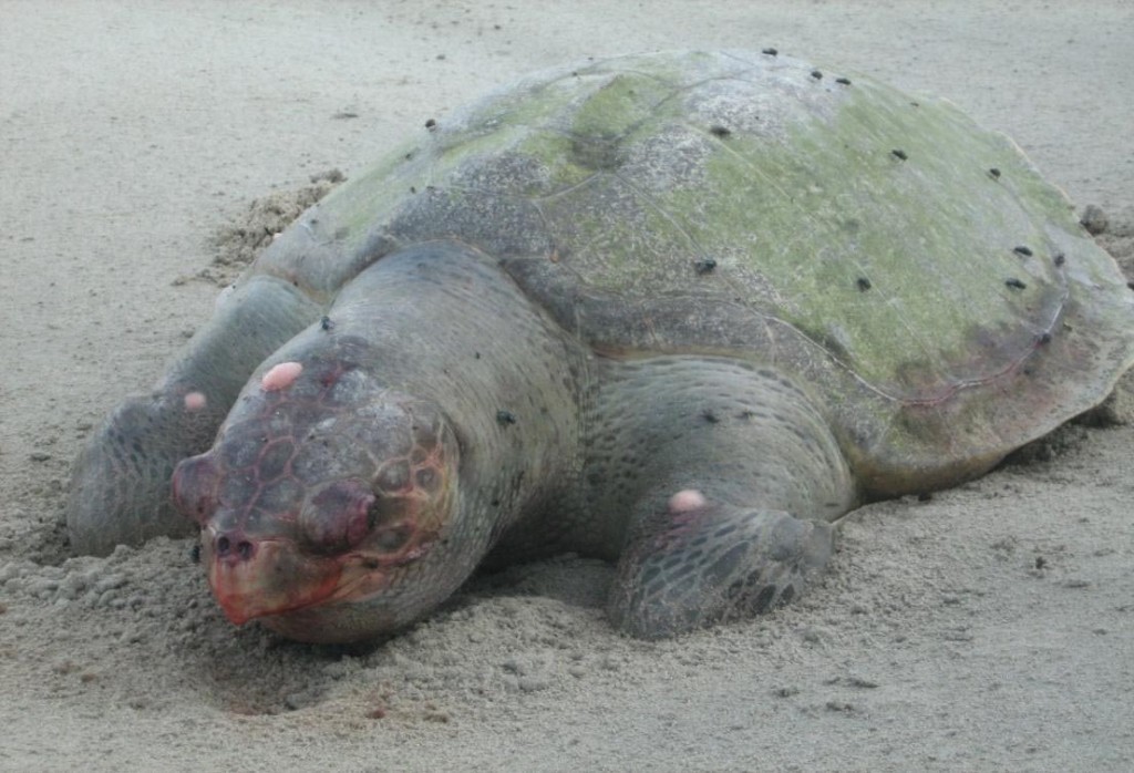 One Dead Olive Ridley Turtle found at Kulambu beach, 1 September 2009