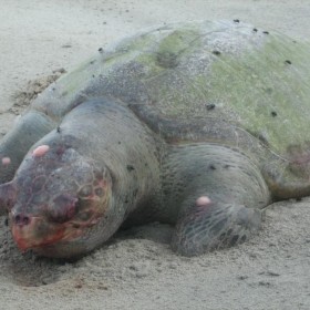 One Dead Olive Ridley Turtle found at Kulambu beach, 1 September 2009