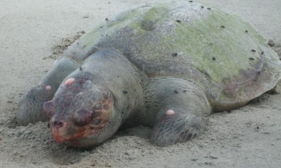 One Dead Olive Ridley Turtle found at Kulambu beach, 1 September 2009